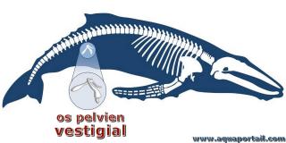 Os pelvien vestigial d'une baleine