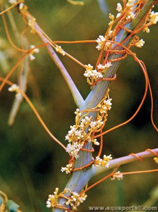 Plante parasite avec suoirs