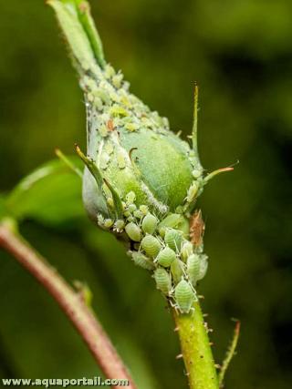 Pucerons verts infestant un bouton de rose