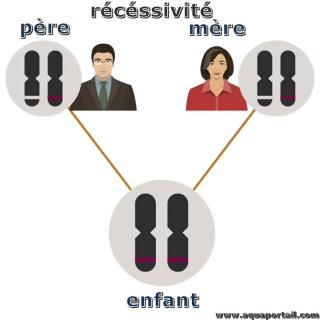 rcessif