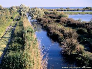 Roubine en Camargue