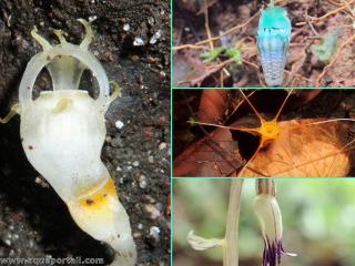 sapromyctophagie