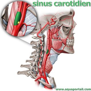 sinus carotidien
