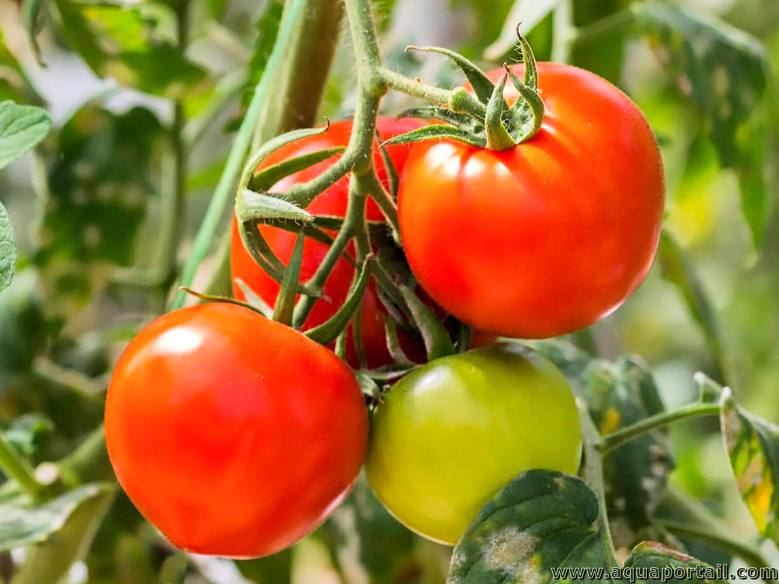 Tomate : définition et explications