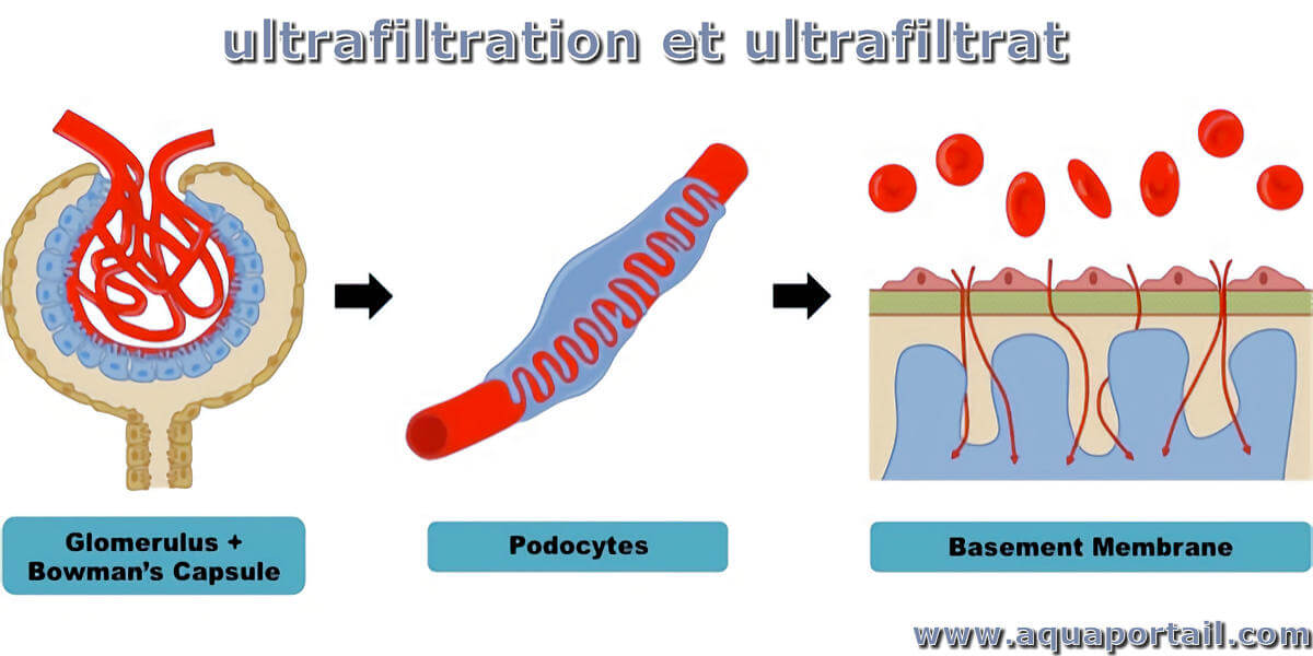 Ultrafiltration : définition et explications