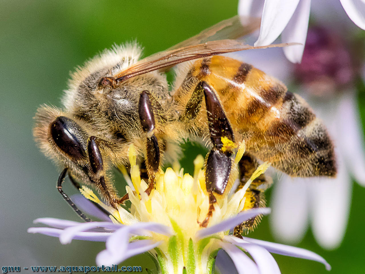 https://www.aquaportail.com/pictures2302/abeille-apis-mellifera.jpg