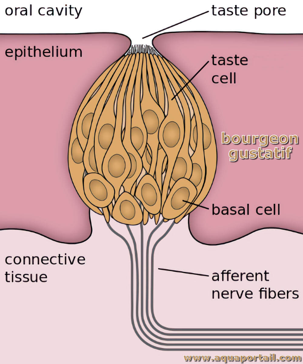 Bourgeon gustatif : définition et explications
