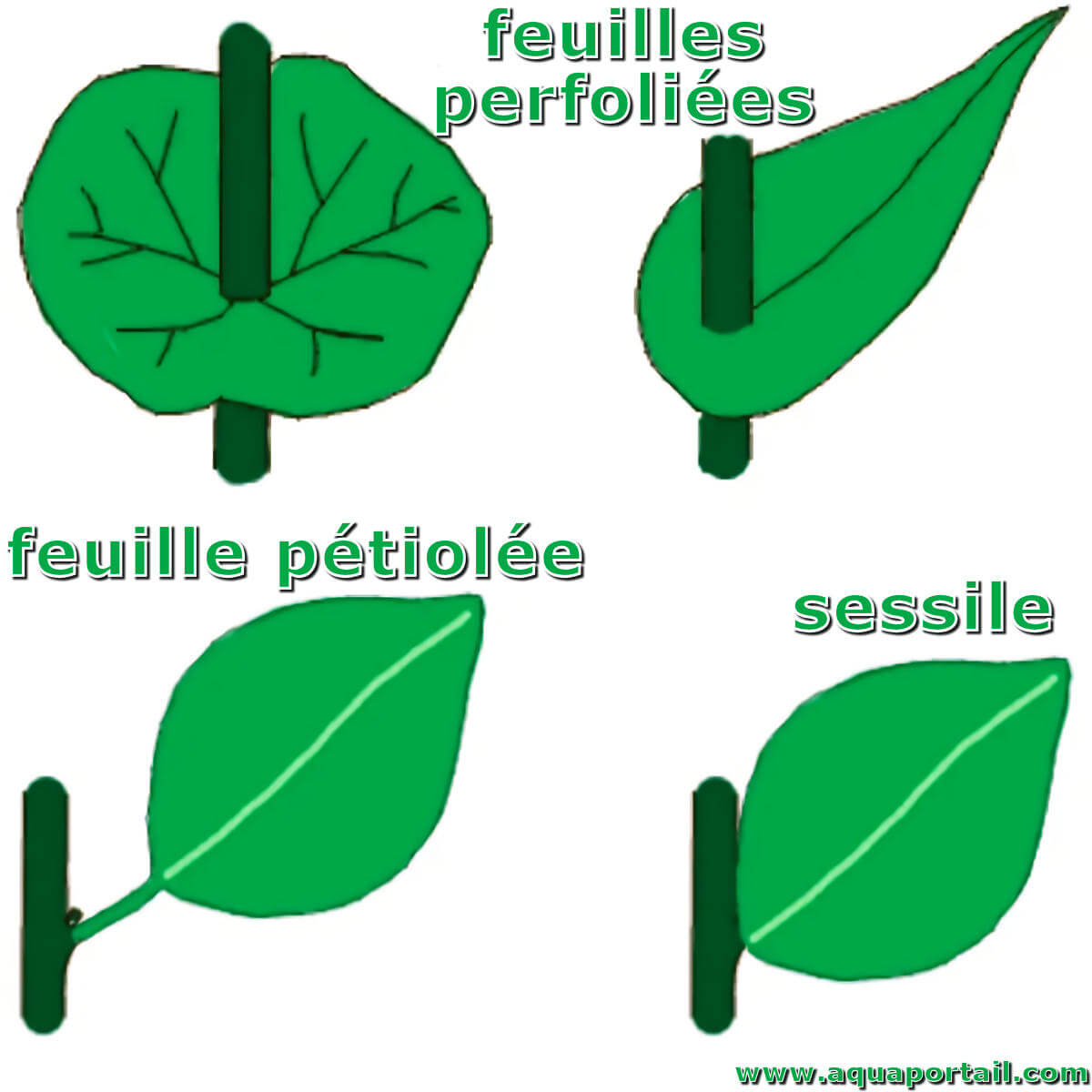 Feuille pétiolée : définition et explications