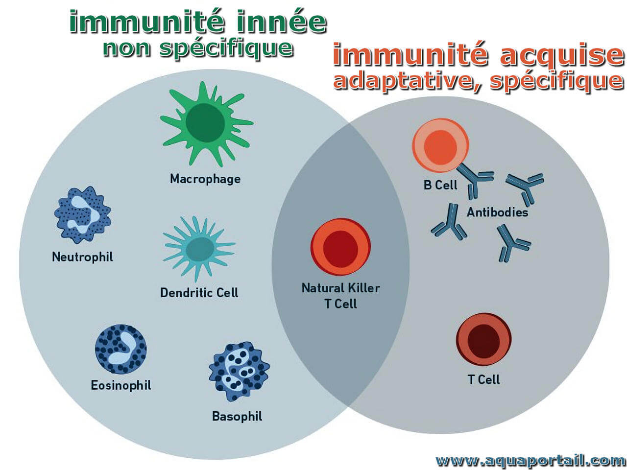 Mémoire immunitaire : définition et explications