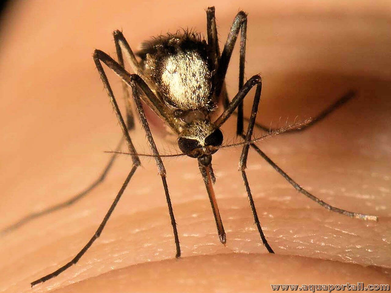 https://www.aquaportail.com/pictures2302/moustique-aedes-scapularis.jpg