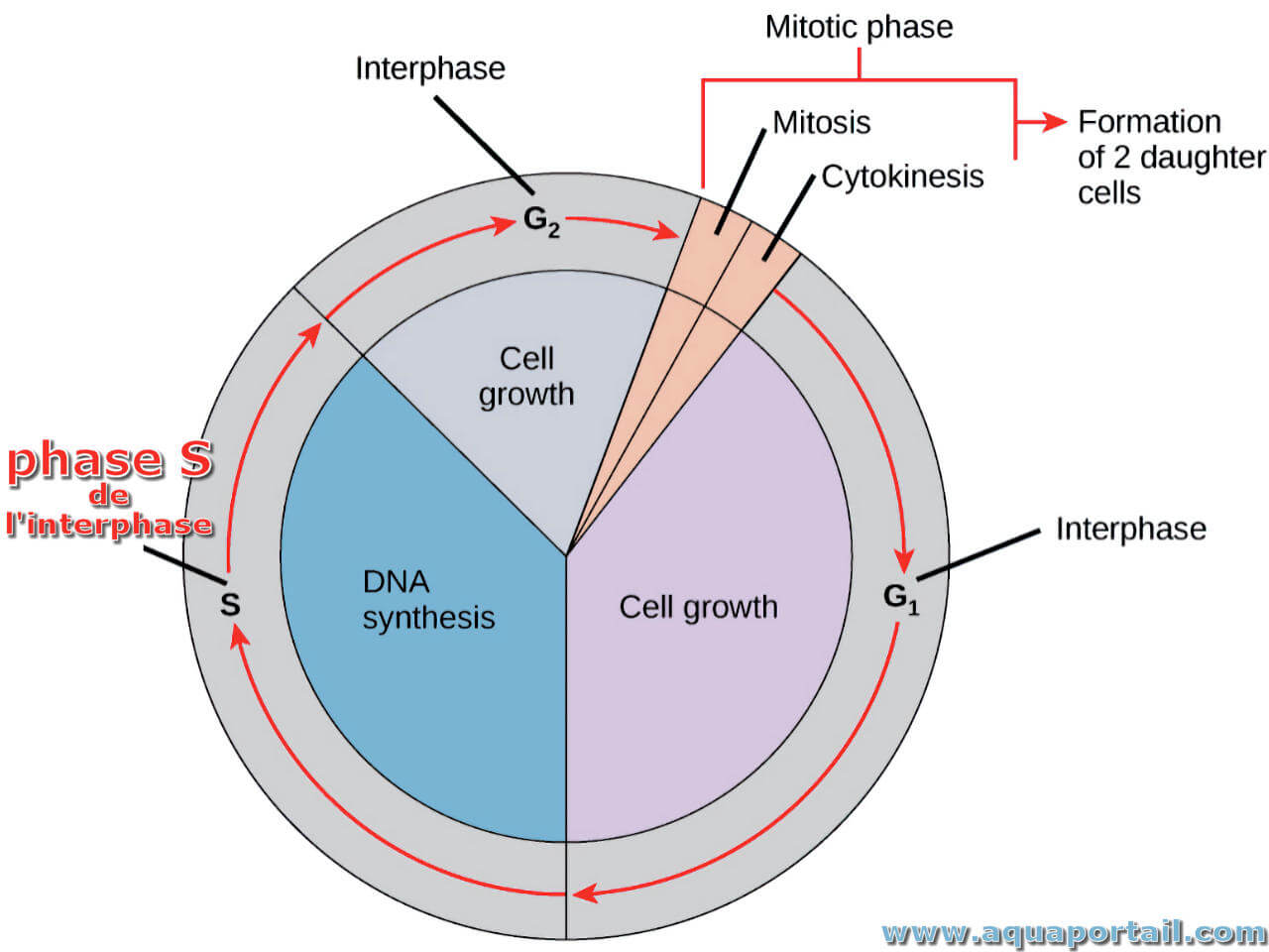 Definition Of S Phase Biology Diagrams