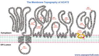ACAT (Acyl-coA cholestrol acyltransfrase)