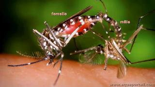 Accouplement du moustique-tigre Aedes albopictus