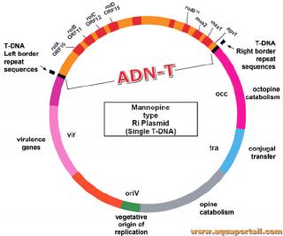 ADN-T
