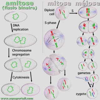 amitose