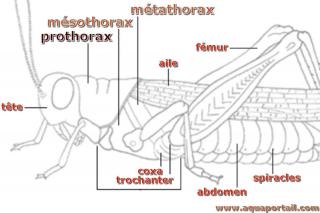 prothorax