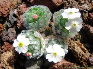 Androsace muscode (Androsace muscidea)