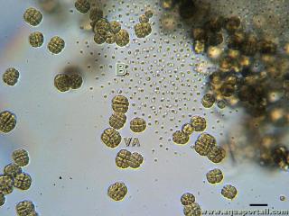 baeocyte