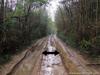 Bourbe d'un chemin dans une fort