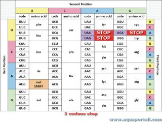 codon stop