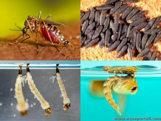 Cycle trophogonique moustique Aedes aegypti (adulte, oeufs, larves et pupe)