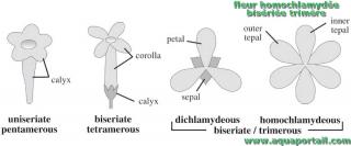 homochlamyd