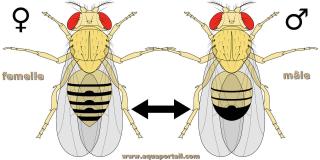 Mouche drosophile : diffrences entre femelle et mle