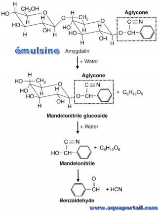 mulsine