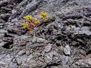 Plante pionnire dans la lave