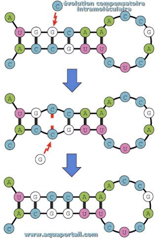 Exemple d'volution compensatoire dans la structure tige-boucle de l'ARN