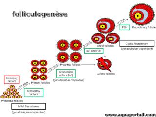 folliculogense