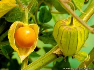 Induvie de Physalis peruviana