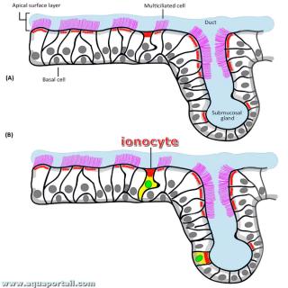 Ionocyte pulmonaire