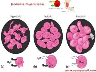 isotonie