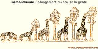 Lamarckisme : exemple avec l'allongement du cou des girafes