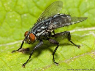 mouche