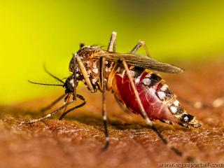Moustique Aedes aegypti (femelle adulte gorge de sang)