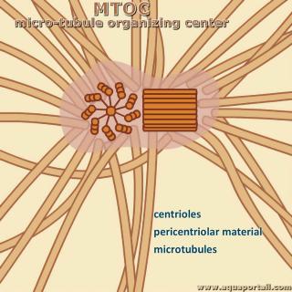 MTOC