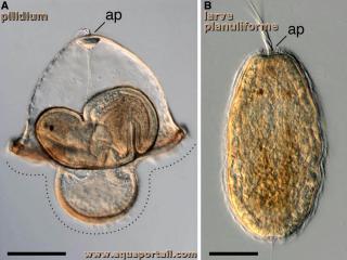 pilidium