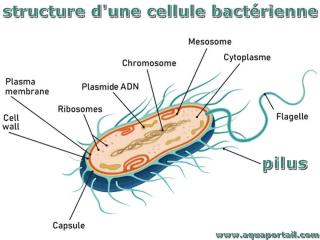 Pili (ensemble de pilus) d'une cellule bactrienne