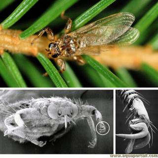 Pupipare : espce Lipoptena cervi (famille Hippoboscidae)