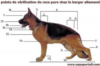 mot en R : race pure