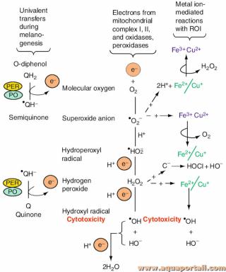 radical univalent