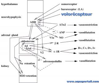 Rcepteurs volumiques avec le volorcepteur