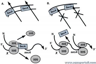 rgulation autogne