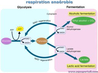 respiration anarobie