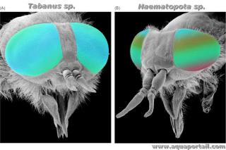 Tte des brachycres Tabanus sp. et Haematopota sp. avec les antennes courtes