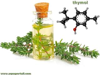 thymol