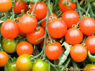 Tomates gntiquement modifies par transgense vgtale
