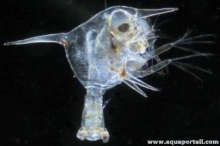 Zo de crabe brachioure
